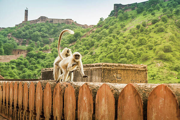 monkeys-amber-fort-jaipur-rajasthan-india-manuel-sulzer